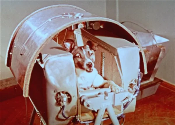 laika-space-dog